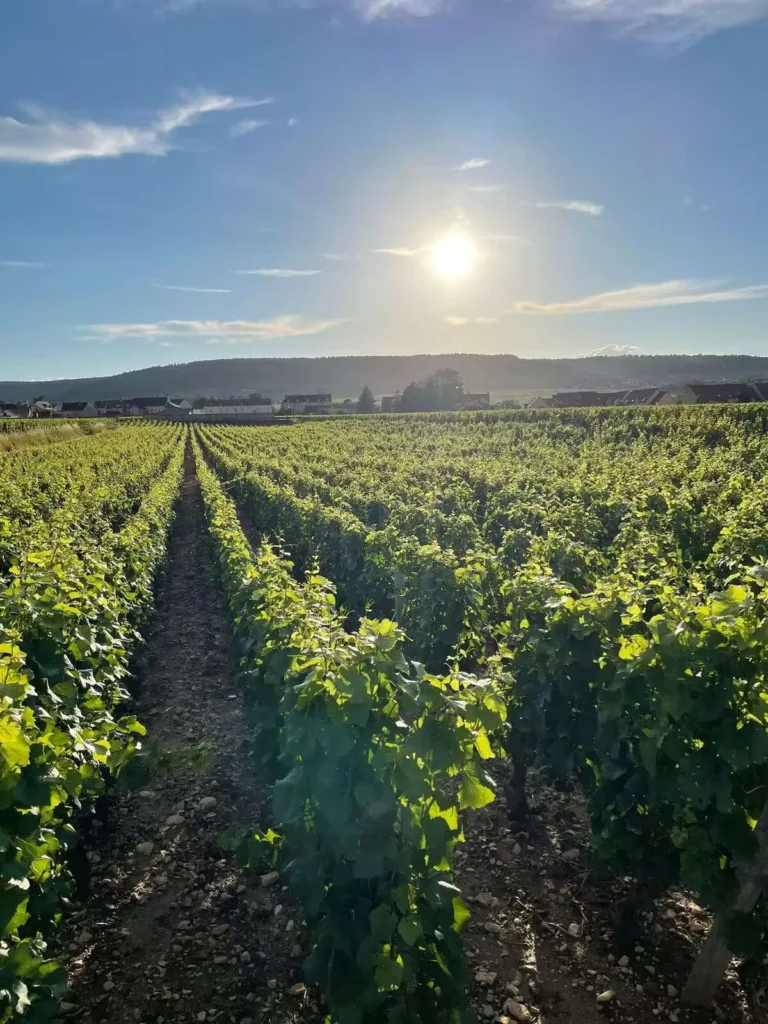 Rangées de vignes bourguignonnes illustrant les balades proposées par Infinite Bourgogne.